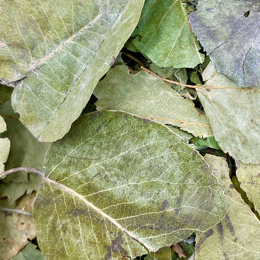 Blättervielfalt Detailansicht